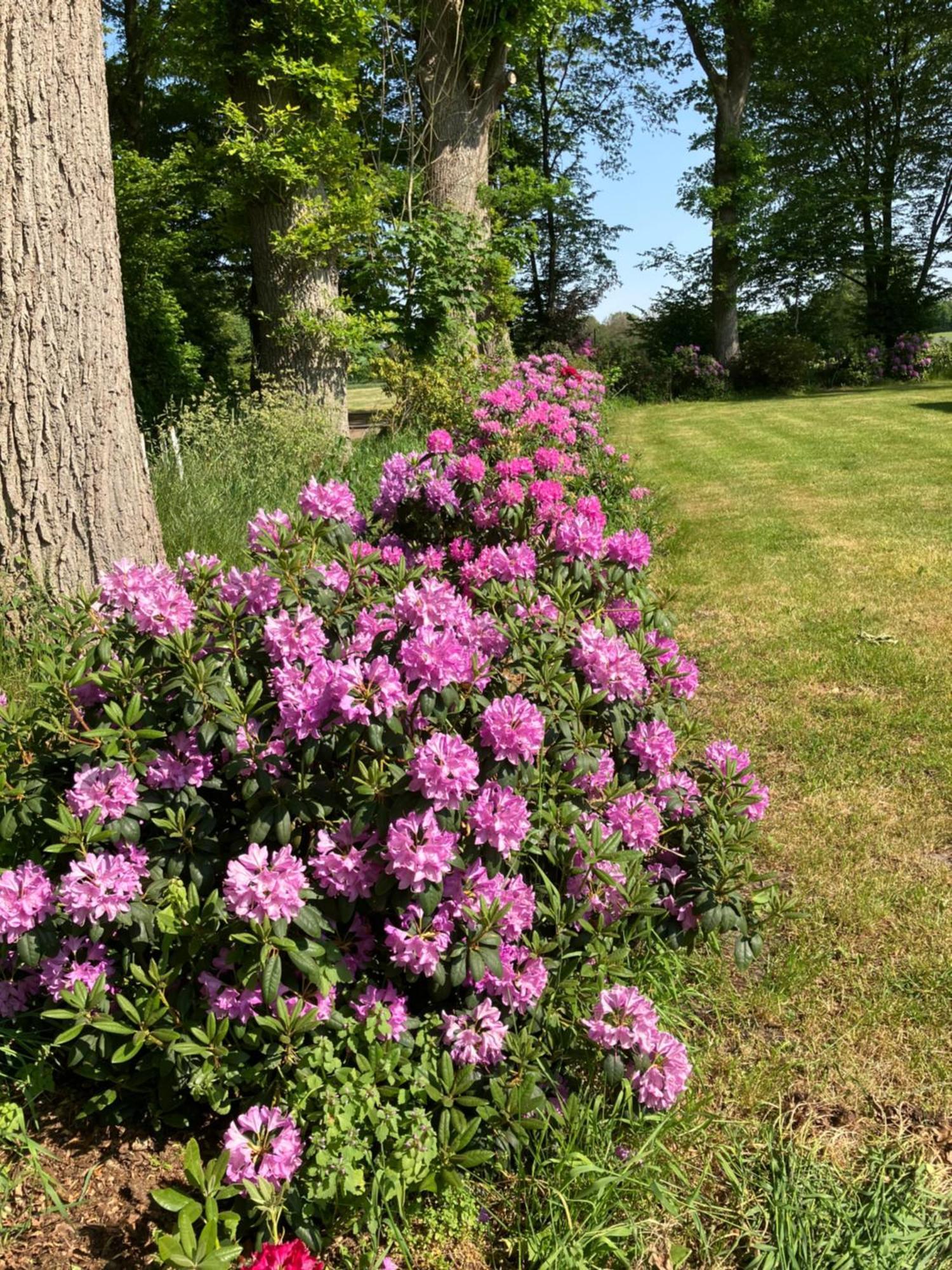 Ehndorf Haus Wald Und Wiese Wohnung Wiese מראה חיצוני תמונה
